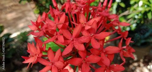 needle flowers that exist in East Kalimantan, Indonesia
