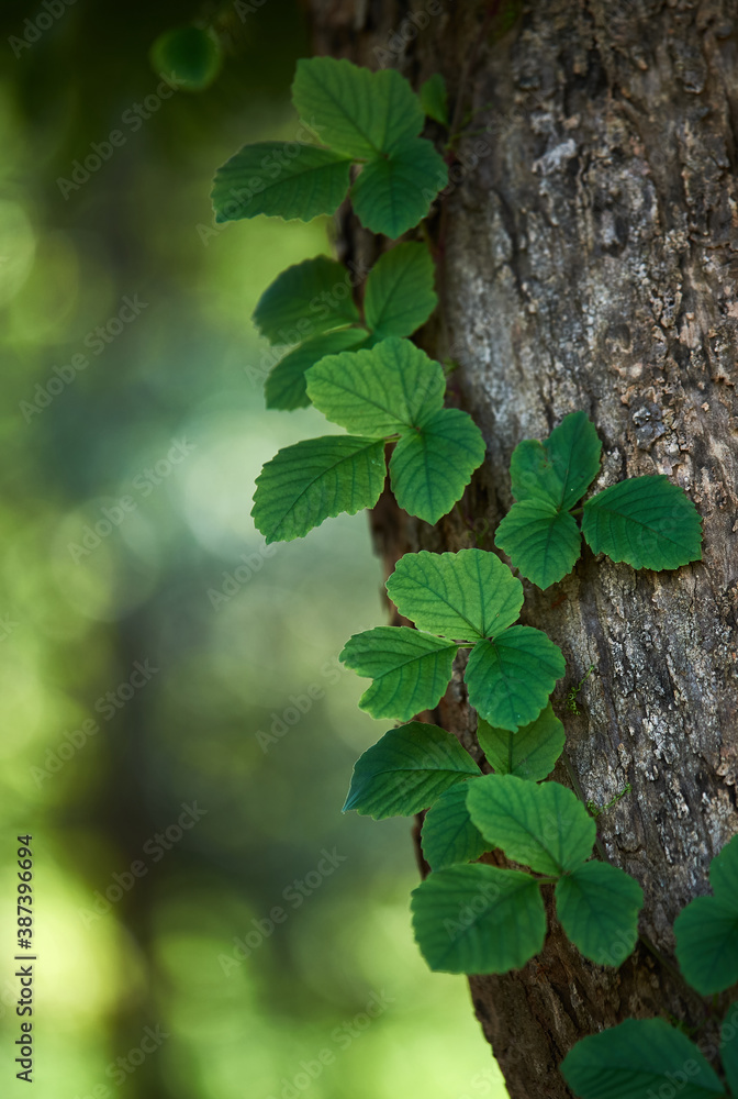 Obraz premium Green leaves of ivy on the tree trunk