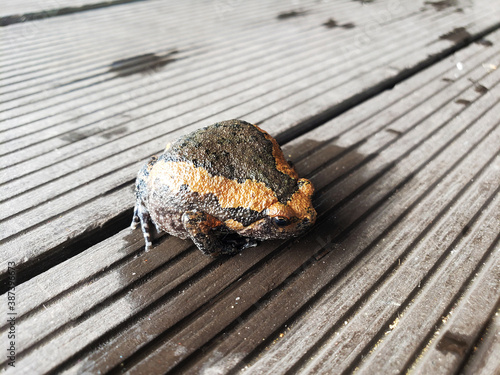 Bull frog on the veranda close up photo