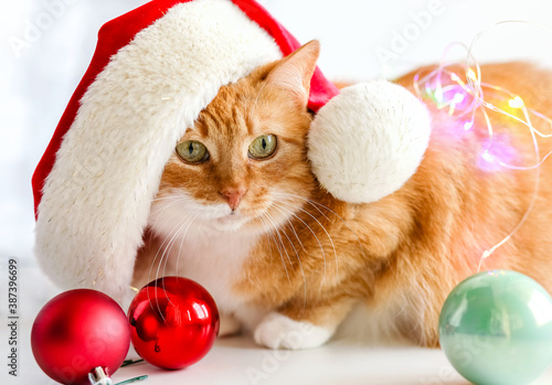 A red cat sits in a red Santa hat on a white background with Christmas toys red balloons and bokeh lights.Merry Christmas! Happy New Year!Christmas cat, holiday.Selective focus.A pet muzzle.