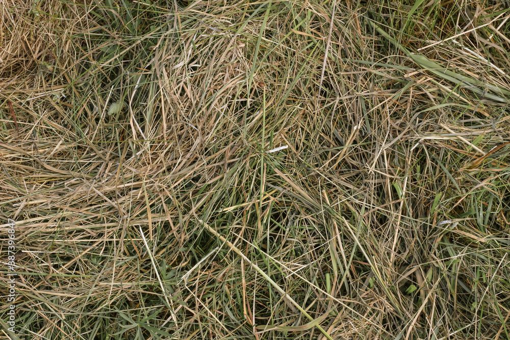 Mown dry grass on the close-up. Hay.