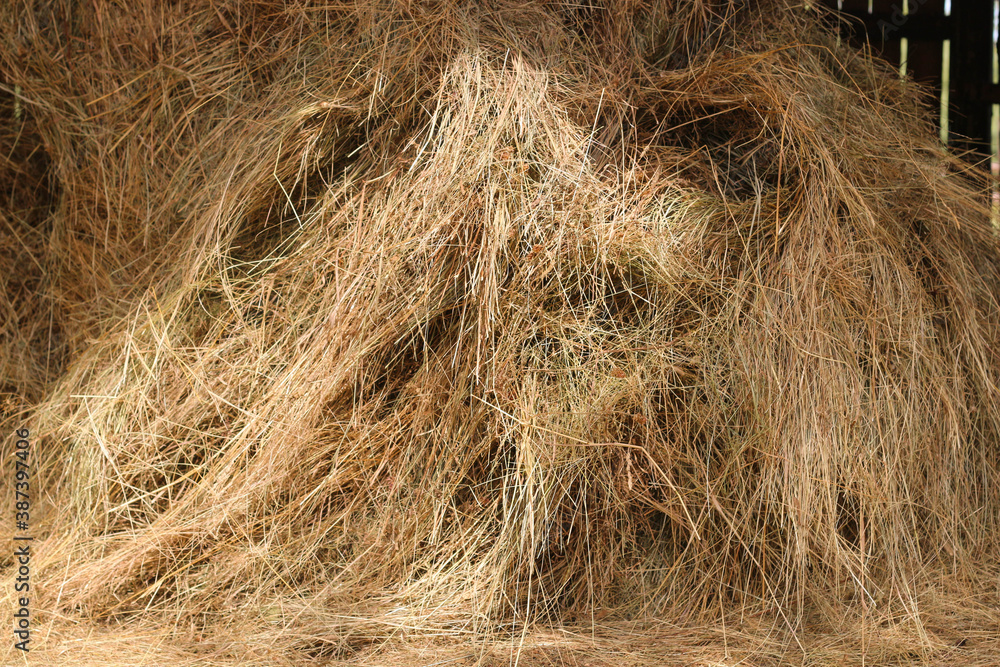 Fototapeta premium Mown dry grass on the close-up. Hay.