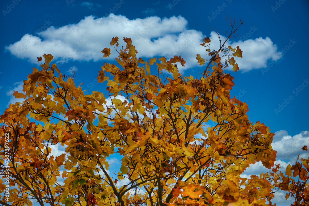 Fototapeta premium autumn leaves against blue sky