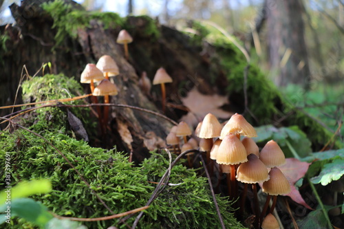 Mushrooms on an old tree covered with green moss.