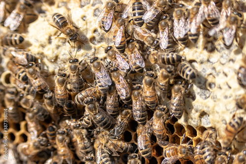 closeup of bees on honeycomb in apiary frame Honey bee selective focus