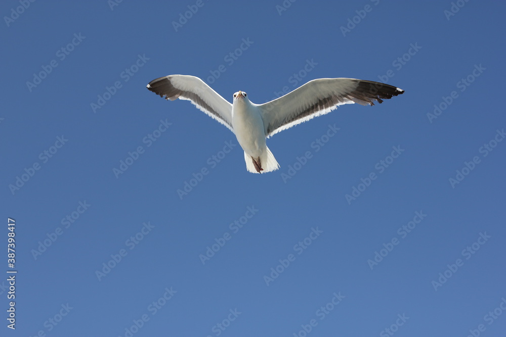 Seagull soars in clear sky over the pierce Seagull soars in clear sky over the pierce