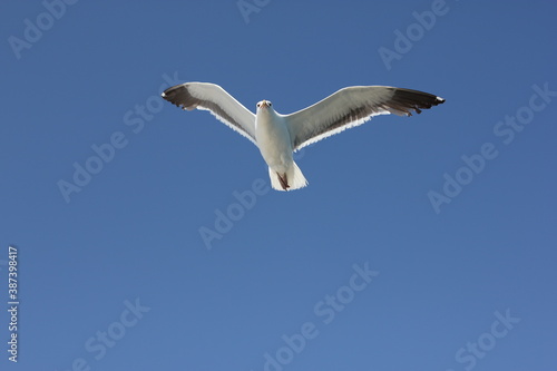 Seagull soars in clear sky over the pierce