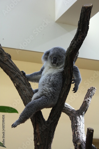 Koala is sleeping on a branch