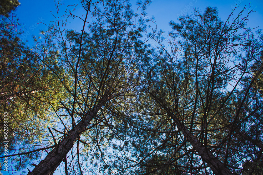 Huge autumnal trees with numerous branches with the blue sky in the background. Huge autumnal trees with numerous branches with the blue sky in the background.