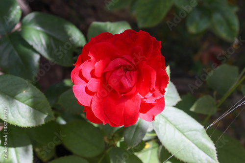Photos of red roses in the garden