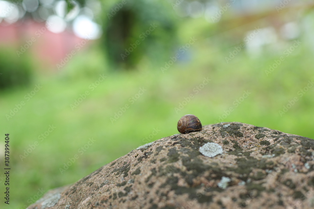 Obraz premium Large white mollusk snails with light brown striped shell, crawling on moss. Snail gliding on the wet grass texture.