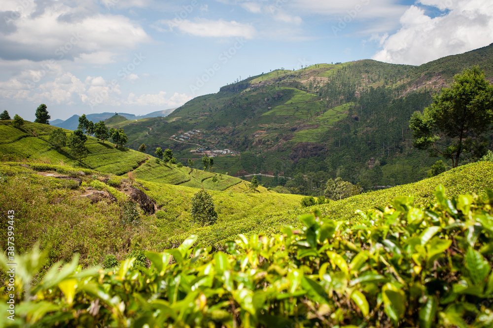 Green tea plantation in hills in Sri Lanka Green tea plantation in hills in Sri Lanka