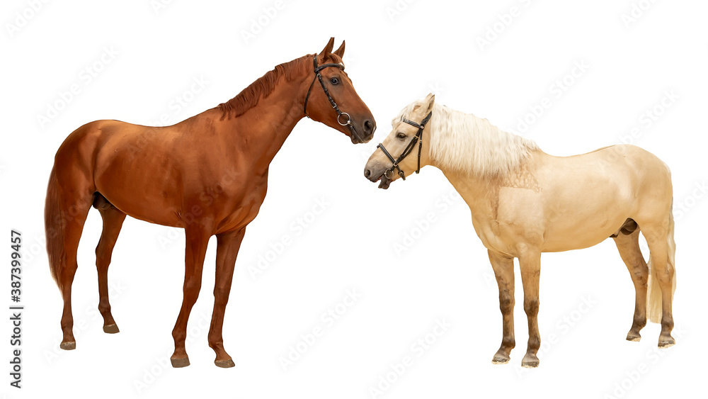 Obraz premium two horses a stallion of brown red color and a domestic horse of pale beige color stand isolated on a white background