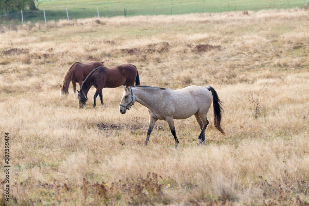 Fototapeta premium Pferd auf der Weide