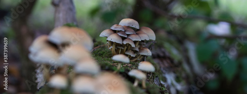 Small wild forest mushrooms growing in a cluster on an old tree log covered with moss, dark blurred background web banner