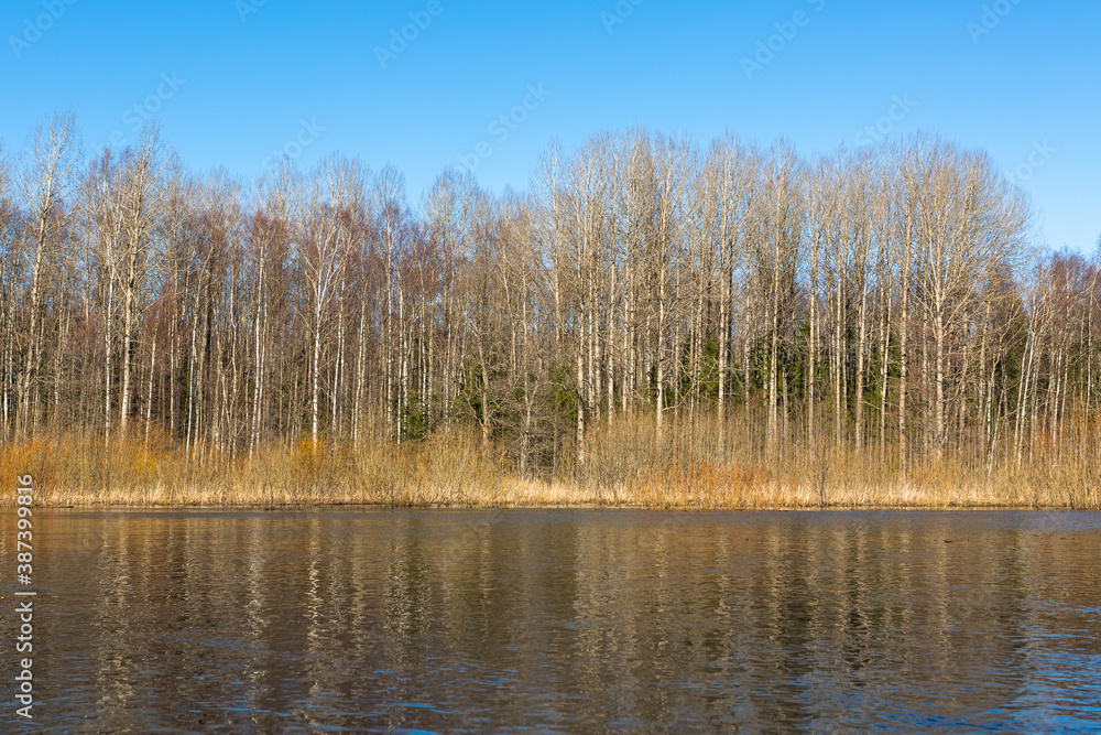 Fototapeta premium Flooded soomaa bog in spring, fifth season