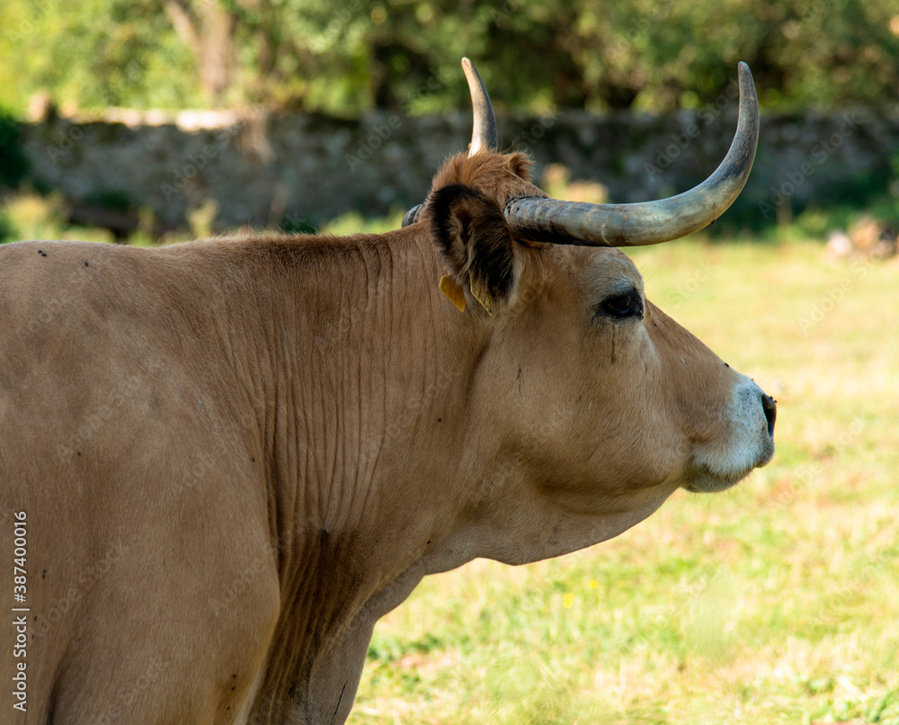 Vache au pâturage à Pierrefiche -d'Olt, France