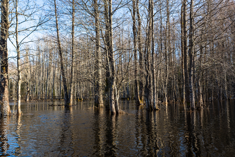 Obraz premium Flooded soomaa bog in spring, fifth season