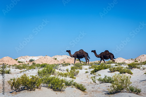 Group of Camels on desert near Al-Hasa, Saudi Arabia. © AFZALKHAN