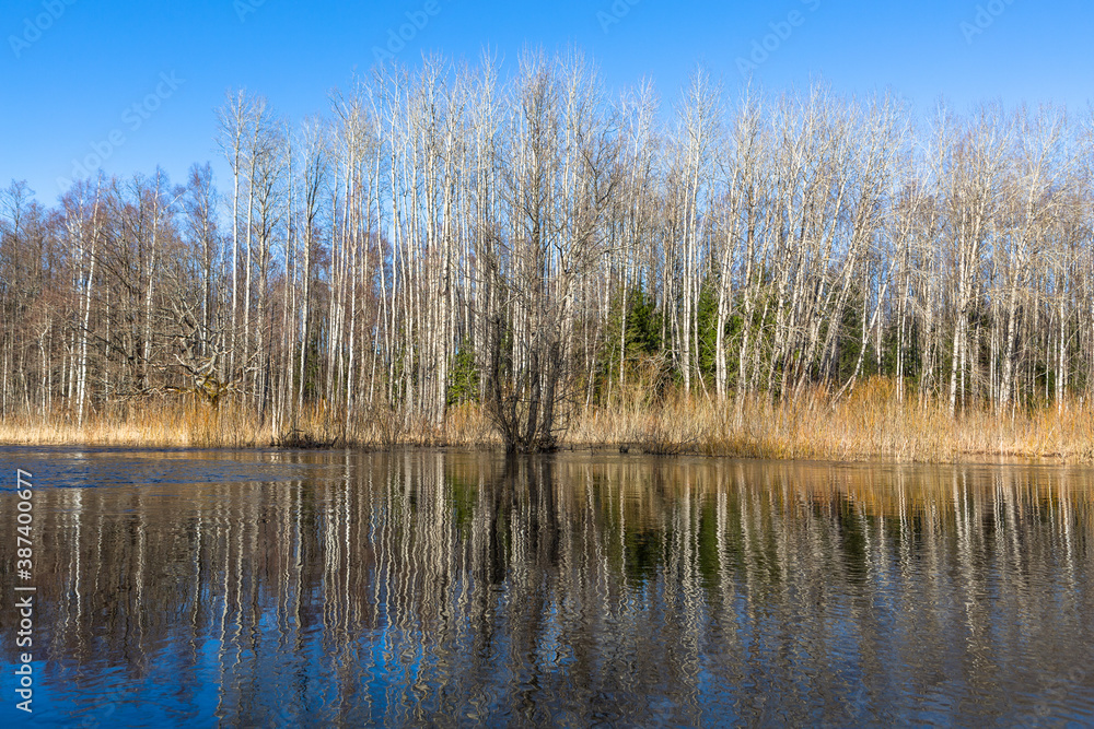 Flooded soomaa bog in spring, fifth season Flooded soomaa bog in spring, fifth season