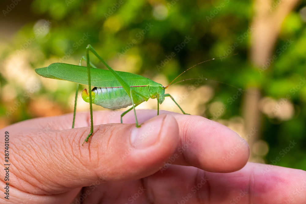 Grasshopper insect on man hand in garden outdoor, park green background cricket animal macro close up wildlife Grasshopper insect on man hand in garden outdoor, park green background cricket animal macro close up wildlife