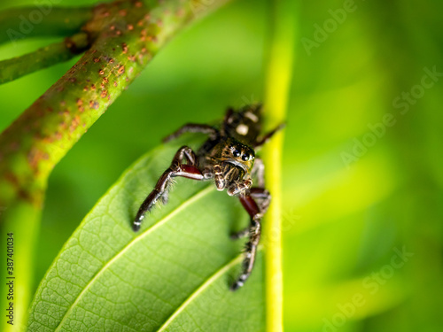 Photo macro Jumping Spider on green leaf with sunlight.A jumping spider that looks at the sky.