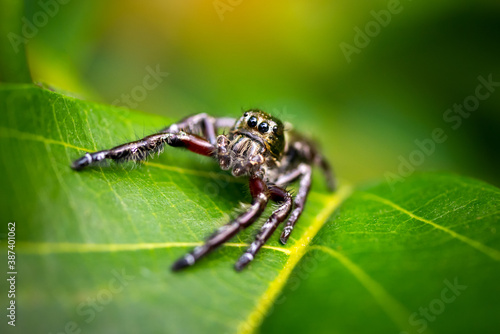 Photo macro Jumping Spider on green leaf with sunlight.A jumping spider that looks at the sky.