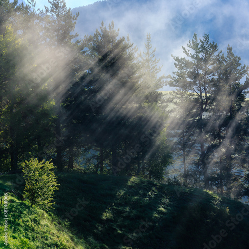 Morning mist in the forest  sunbeams breaking through the fog.