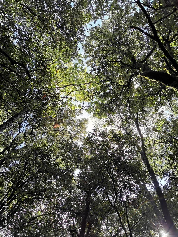 Obraz premium Bosque 6