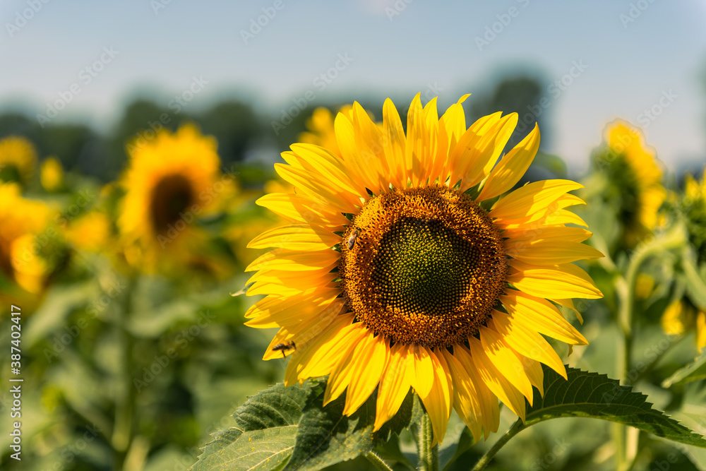late summer capture of an isolated sunflower on a flied with some bees late summer capture of an isolated sunflower on a flied with some bees