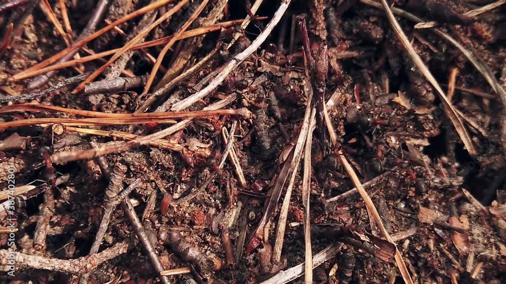 big red ants are crawling on the anthill. Slow motion big red ants are crawling on the anthill. Slow motion