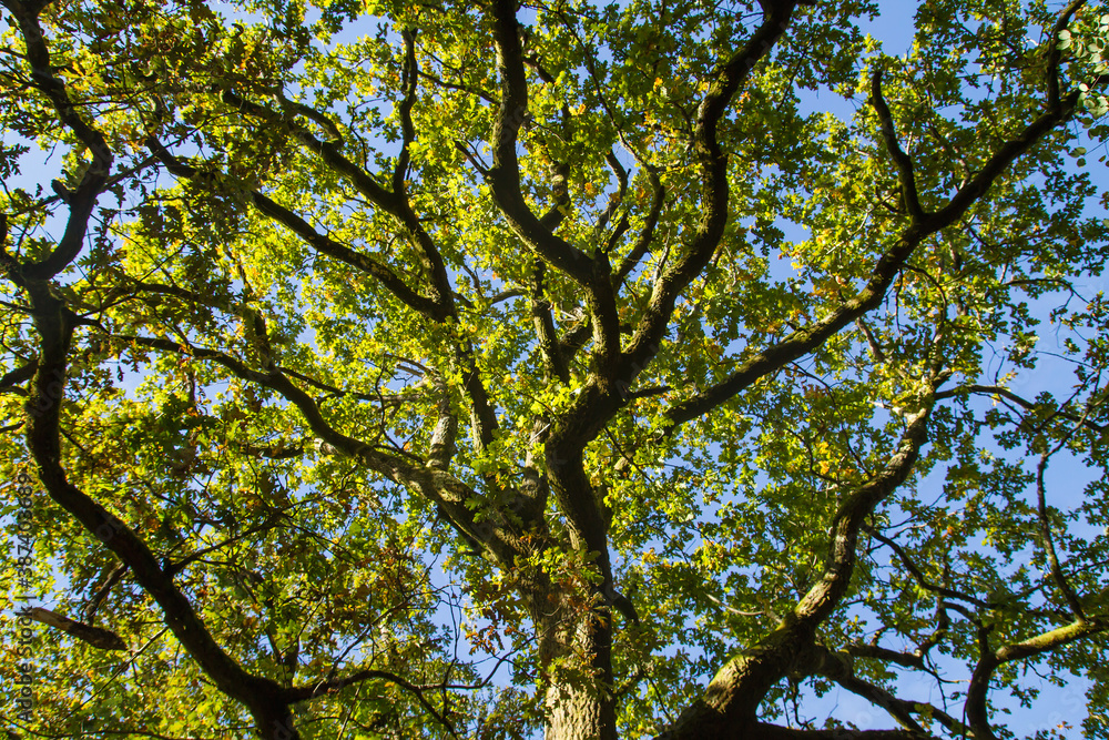 Oak tree canopy Oak tree canopy