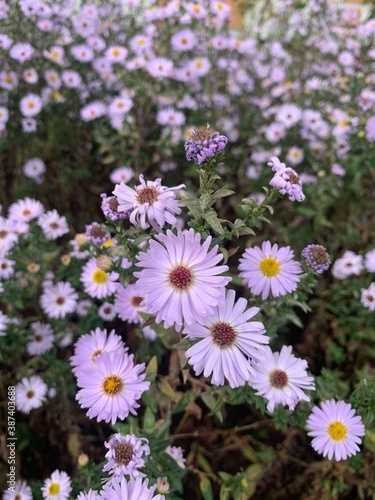 flowers in the garden