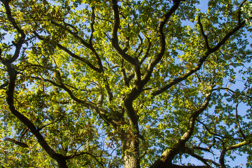 Oak tree canopy