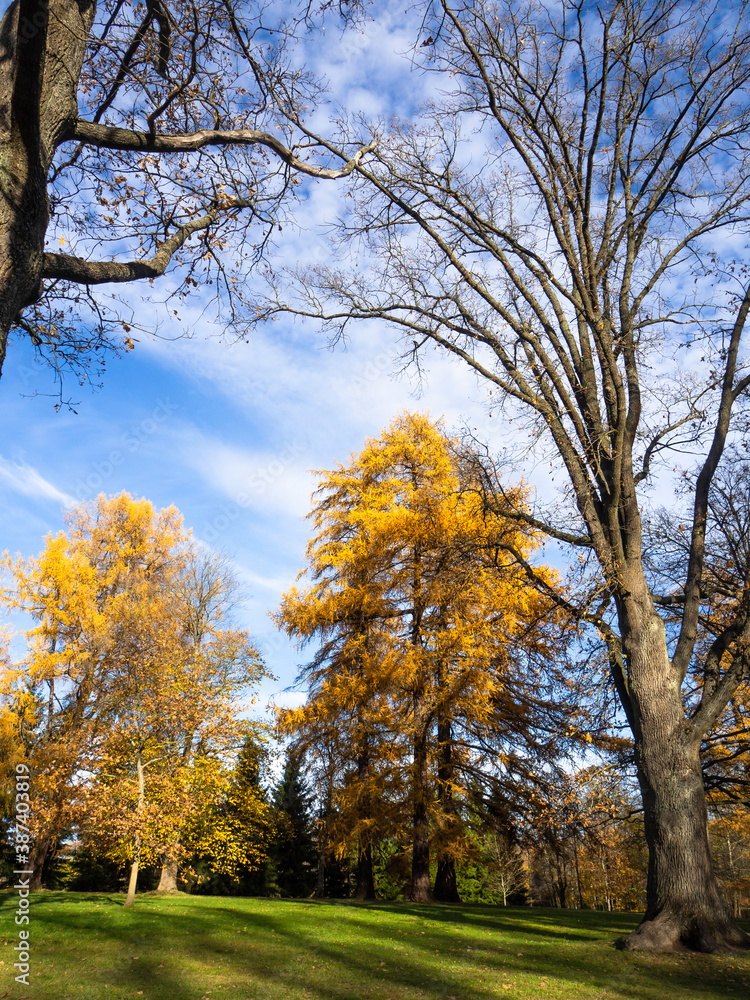 Fototapeta premium Sunny autumn day in Herttoniemi park in Helsinki, trees are turning gold and the sky is blue, the sun makes long shadows on a lawn