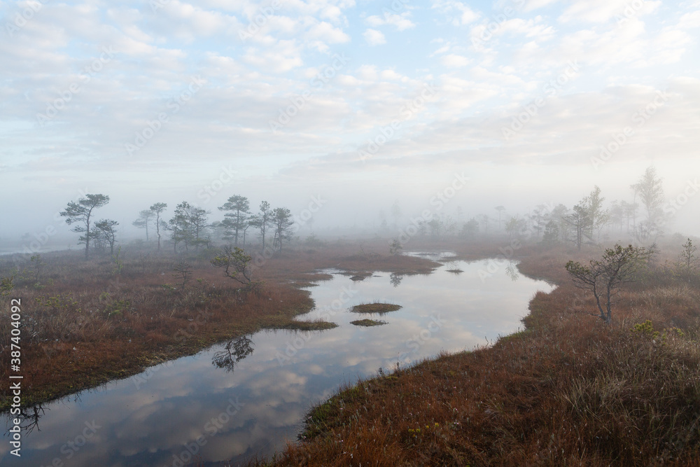 misty morning in the swamp lake