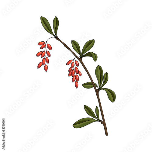 vector drawing barberry photo