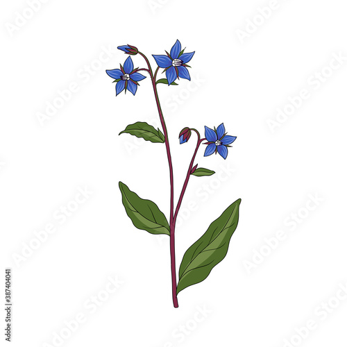 Bild auf Leinwand vector drawing borage