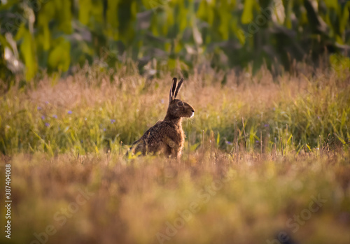 Rabbit. Hare (Feldhase) © Anjas.Fotowelt