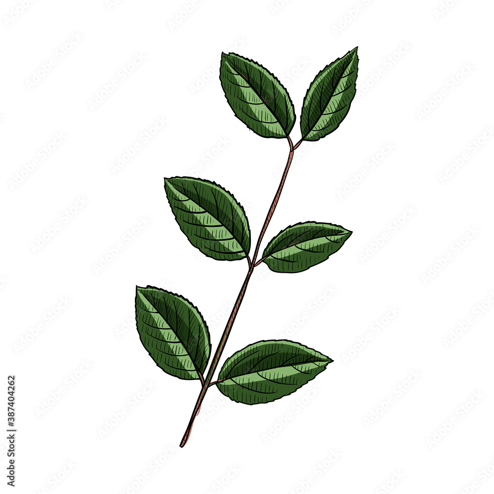 Obraz premium vector drawing khat