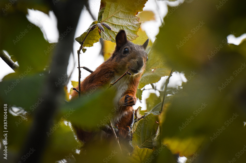 Squirrel (Eichhörnchen) Squirrel (Eichhörnchen)