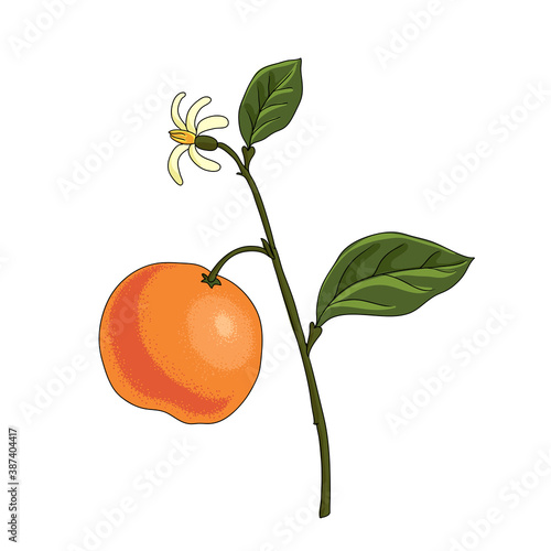 vector drawing bitter prange