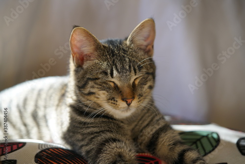 Tabby kitten lying down, relaxed and sleeping on a cushion inside a house, side light