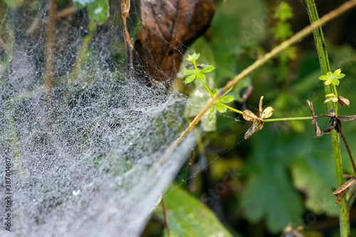Spiders webiders web glistening with water droplets from the dew © philipbird123