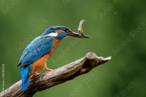 Common European Kingfisher (Alcedo atthis) with a fish in his beak on a branch above a pool in the forest in yhe Netherlands