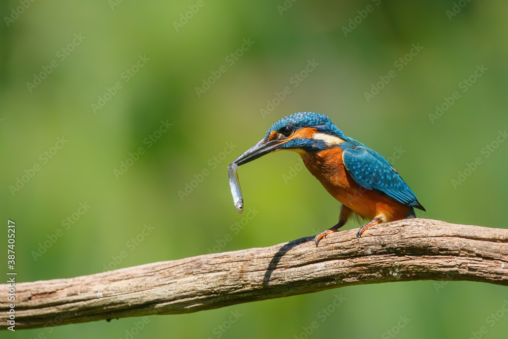 Common European Kingfisher (Alcedo atthis) with a fish in his beak on a branch above a pool in the forest in yhe Netherlands Common European Kingfisher (Alcedo atthis) with a fish in his beak on a branch above a pool in the forest in yhe Netherlands