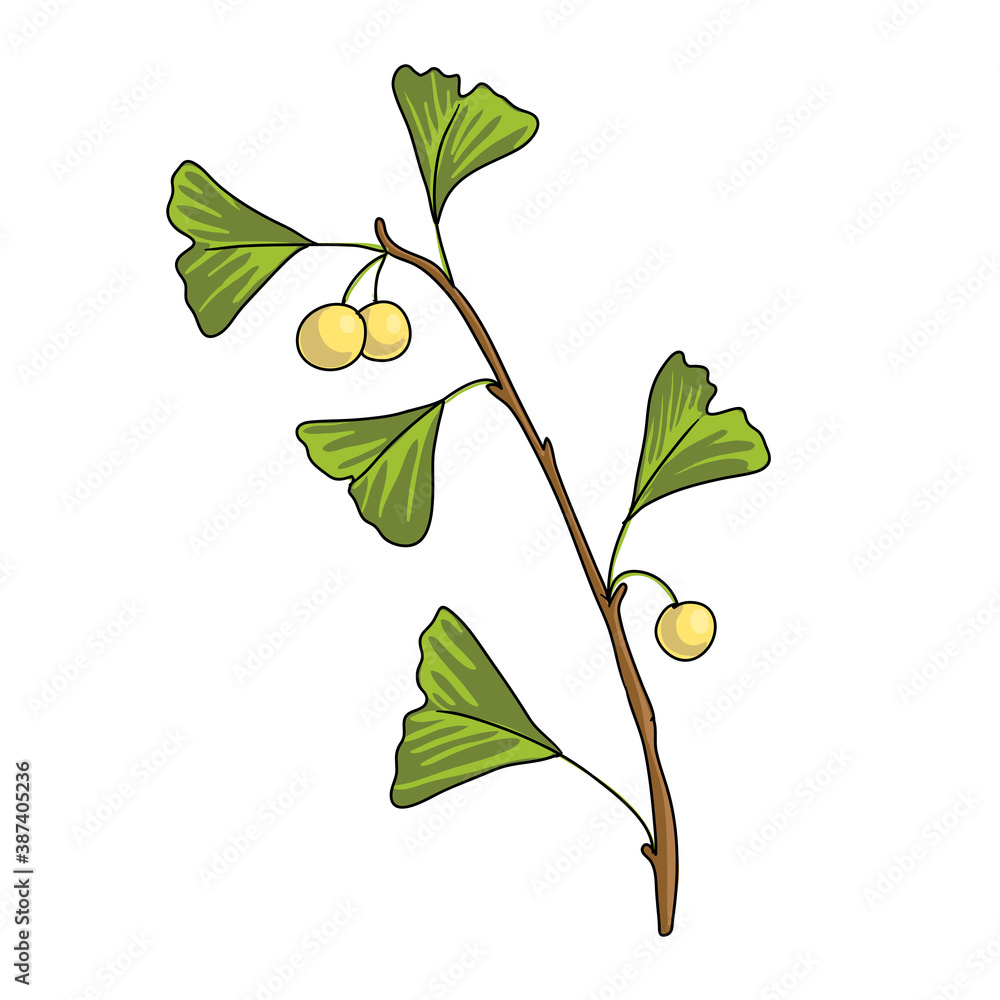 Obraz premium vector drawing ginkgo