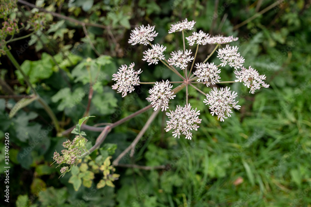 Cow Parsnip ( Heracleum sphondylium) growing near a lake in West Sussex Cow Parsnip ( Heracleum sphondylium) growing near a lake in West Sussex
