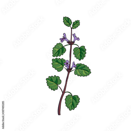 vector drawing ground-ivy