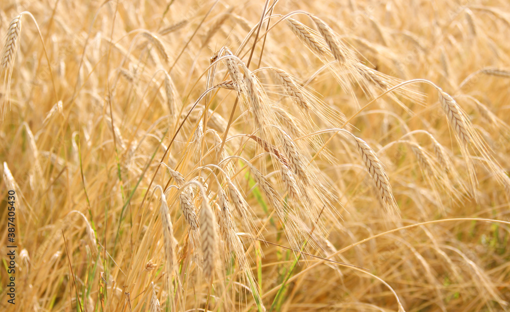 golden ears of wheat in the field golden ears of wheat in the field